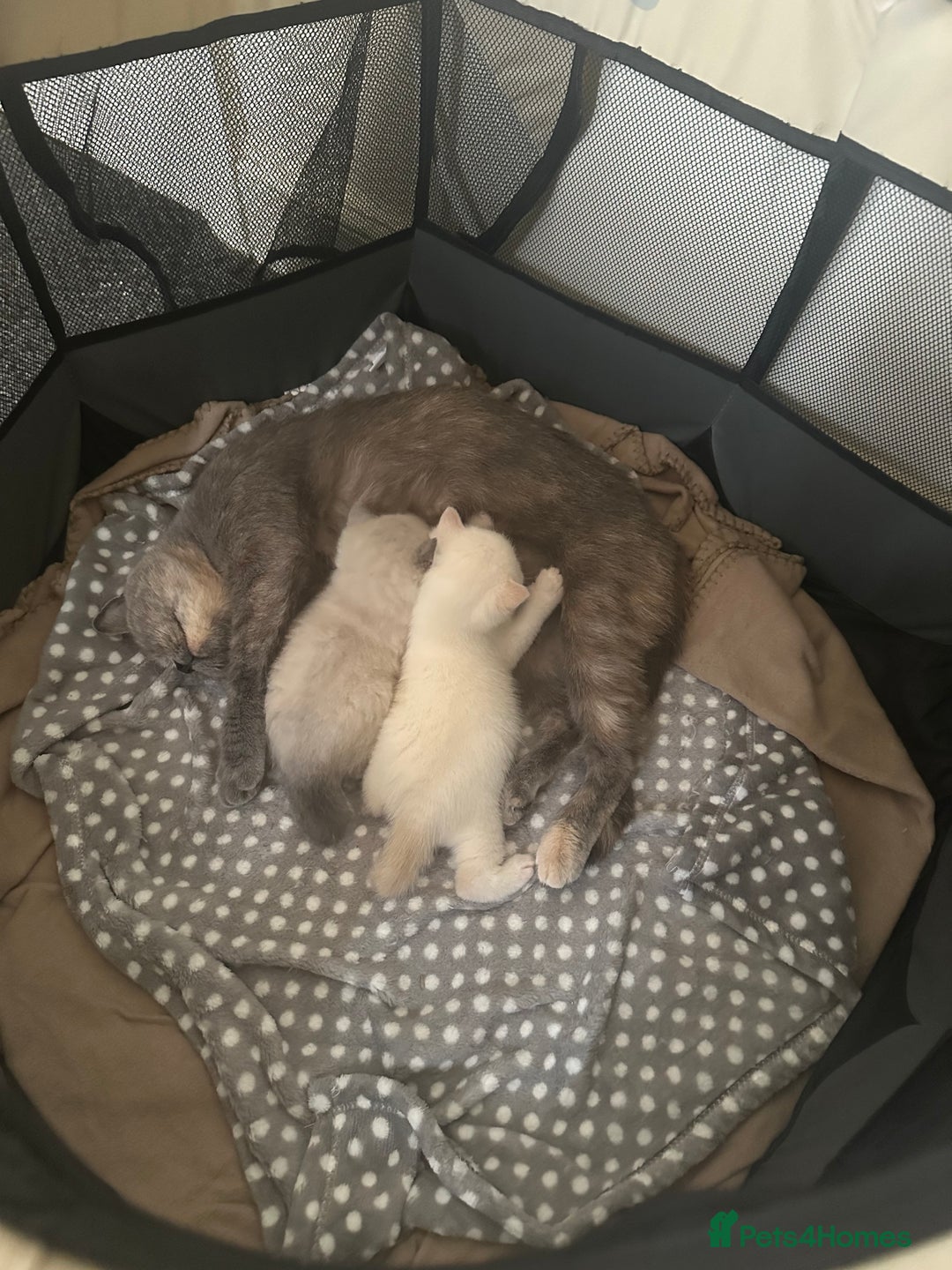 British Shorthair cats for sale: British shorthair kittens - Image 1