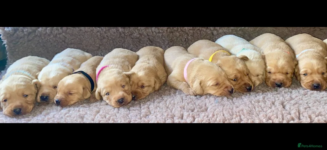 Labrador Retriever dogs for sale: Fox red kc Labrador puppies 4 remaining ready now  - Advert 6
