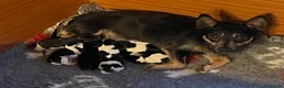 Jack Russell dogs for sale: Beautiful litter of Jack Russel puppies  in Milnthorpe - Advert 7
