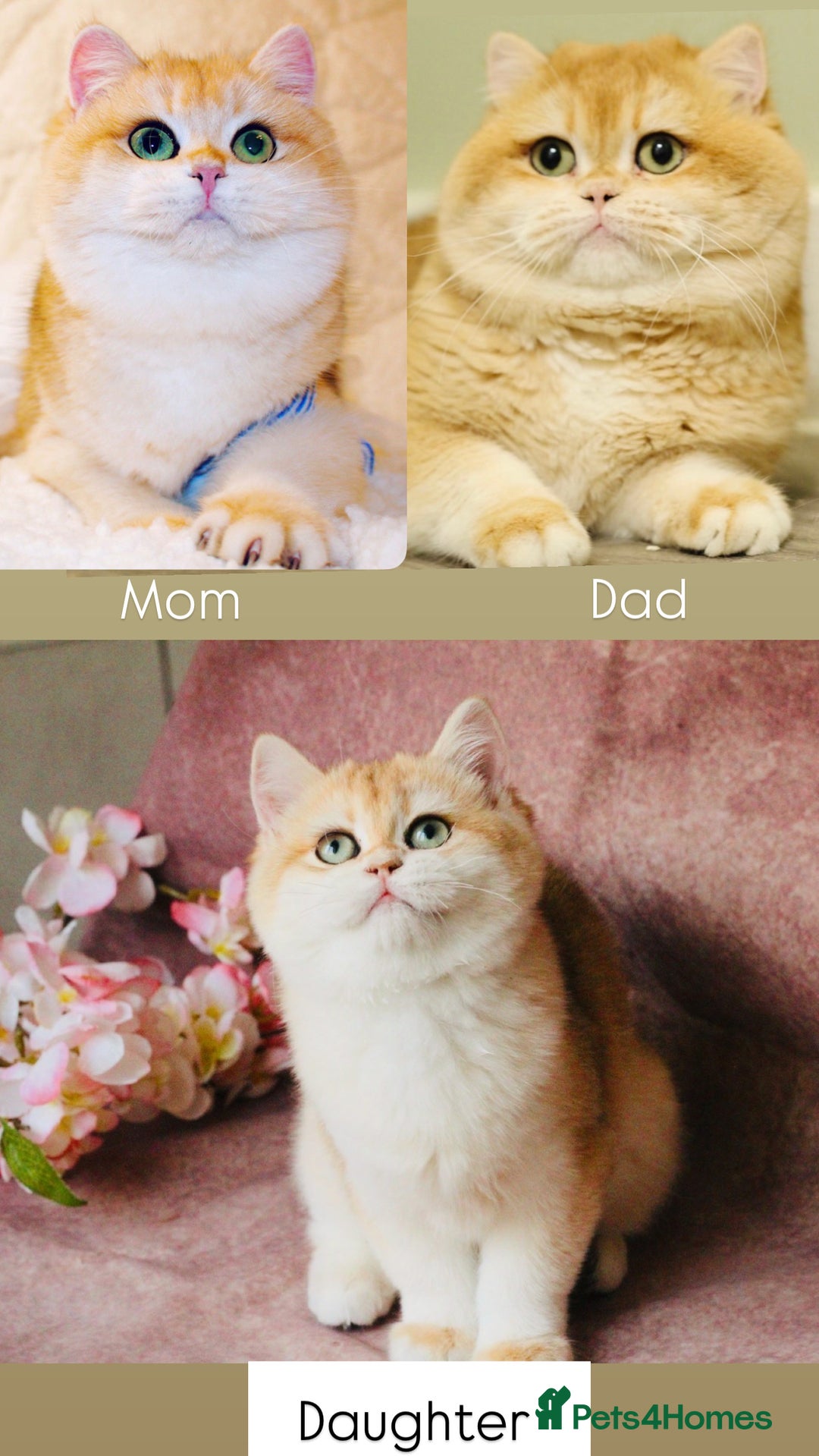 British Shorthair cats for sale: Gorgeous BSH Golden Chinchilla ny12 - Advert 26