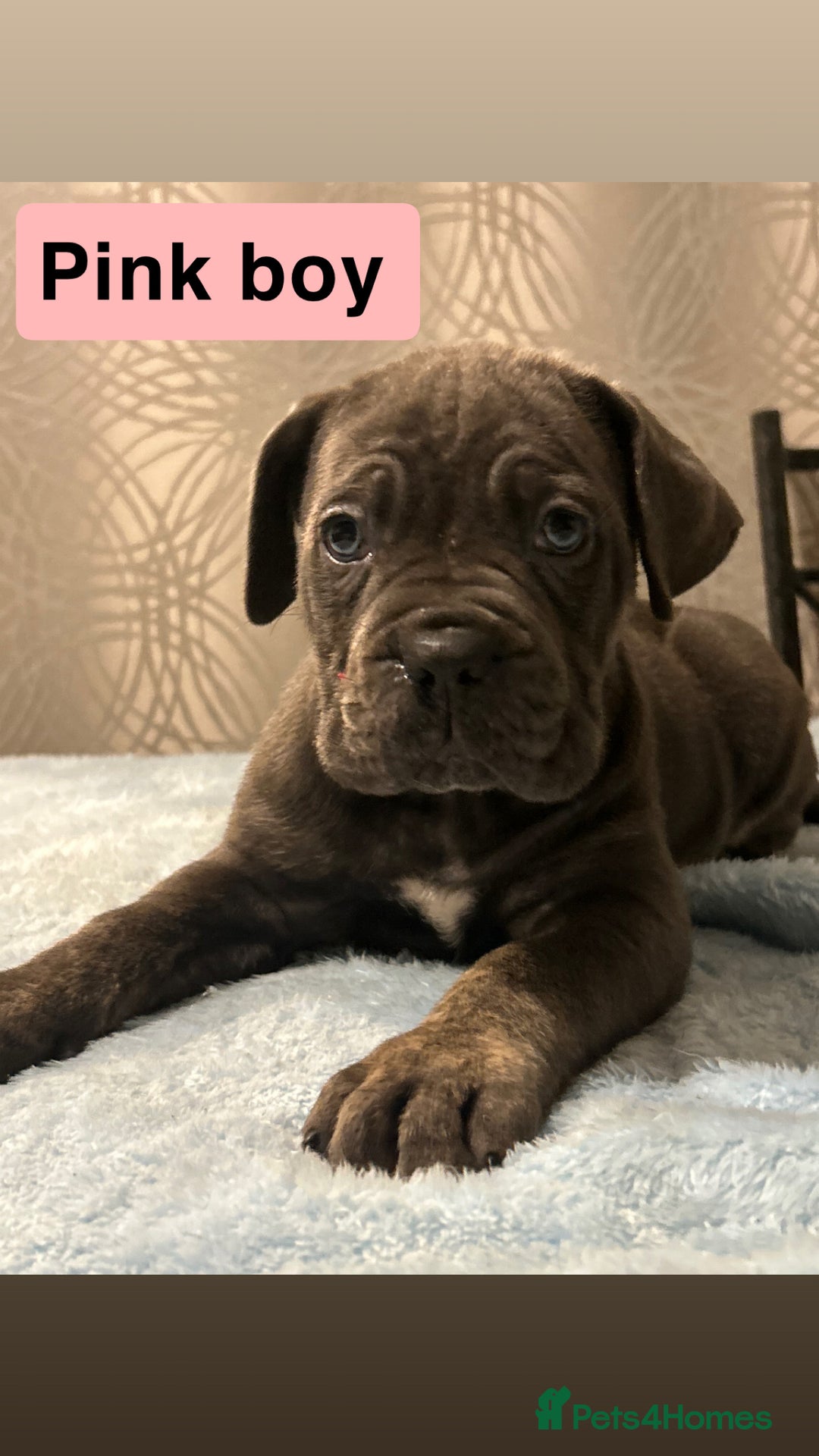 Cane Corso dogs for sale: 🐾 Stunning Cane Corso Puppies Available! 🐾 - Advert 7
