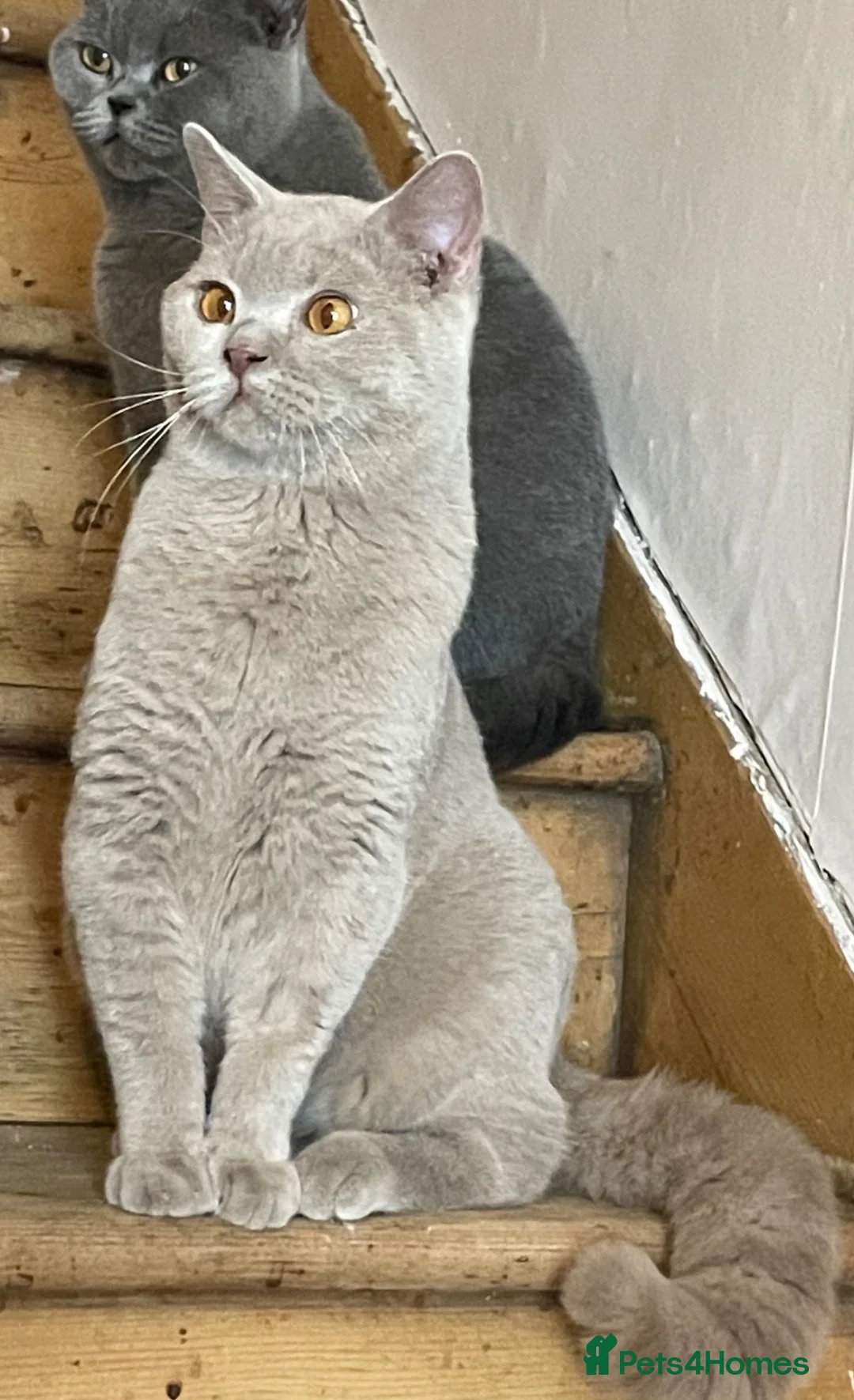British Shorthair cats for sale: Young adult boys  - Advert 2