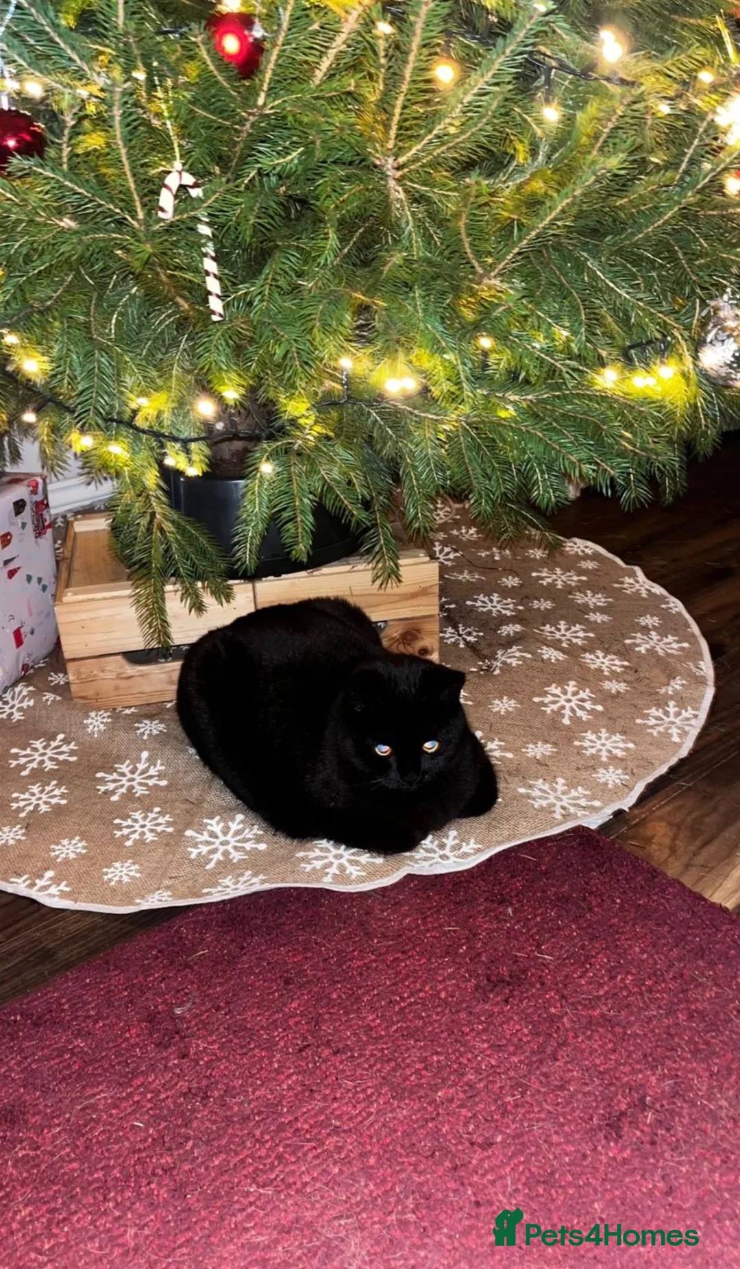 Mixed Breed cats for sale: 1/2 British Shorthair Female Cat needs home ASAP - Advert 7