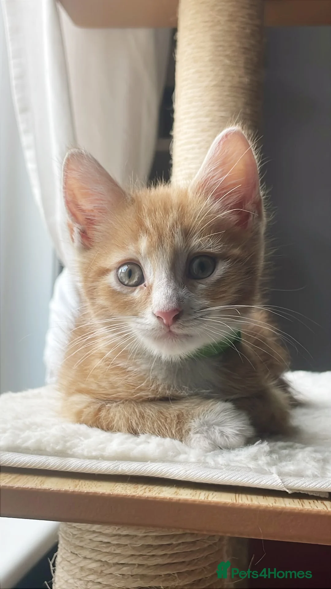 Domestic Shorthair cats for adoption: Marshmallow & Rowan, 11-12 weeks approx - Advert 2