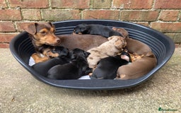 Jack Russell dogs for sale: 1 little boy left - Miniature Jack Russell’s  - Image 4