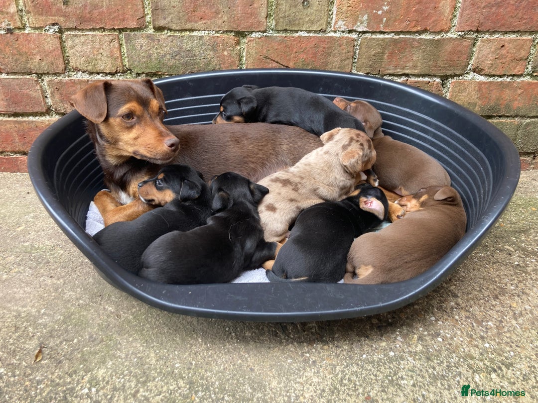 Jack Russell dogs for sale: 1 little boy left - Miniature Jack Russell’s  - Image 4