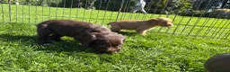 Cocker Spaniel dogs for sale: KC registered Cocker spaniel pups  in Pontefract - Advert 7