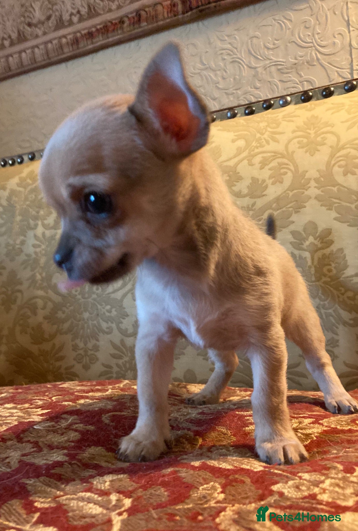 Chihuahua dogs Chihuahua puppy from licensed breeder - Advert 1