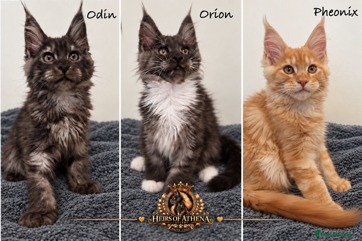 Maine Coon cats 🐾 Maine Coon Kittens TICA Registered 🐾 - Advert 1