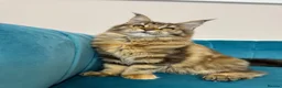Maine Coon cats for sale: TICA Pedigree Registered Maine Coon Kittens - Advert 6