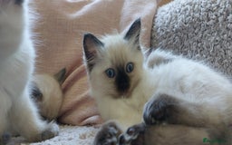 Ragdoll cats for sale: 5 beautiful ragdoll kittens ready to leave now - Image 5