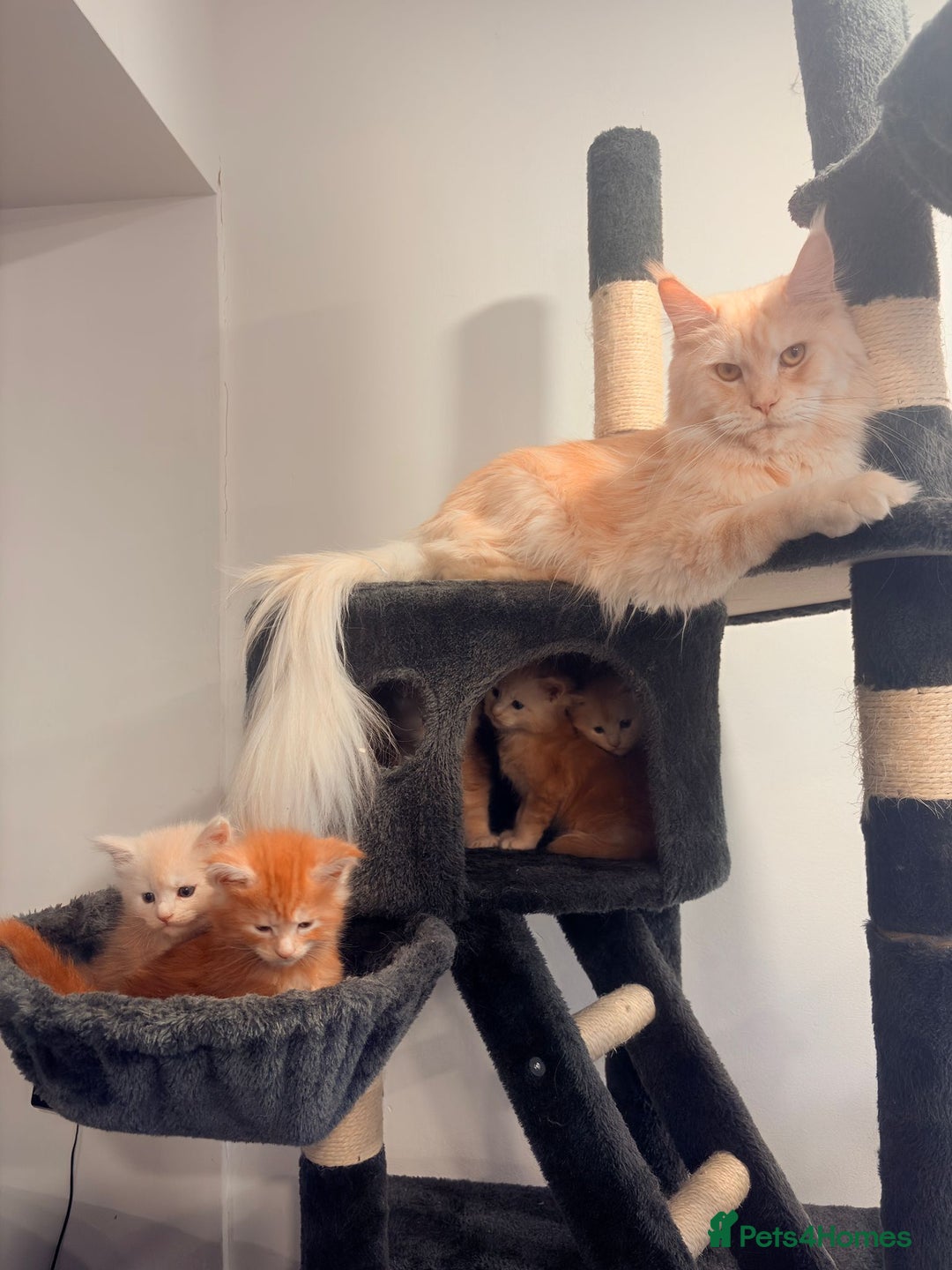 Maine Coon cats for sale: Maine Coon Kittens  - Advert 10