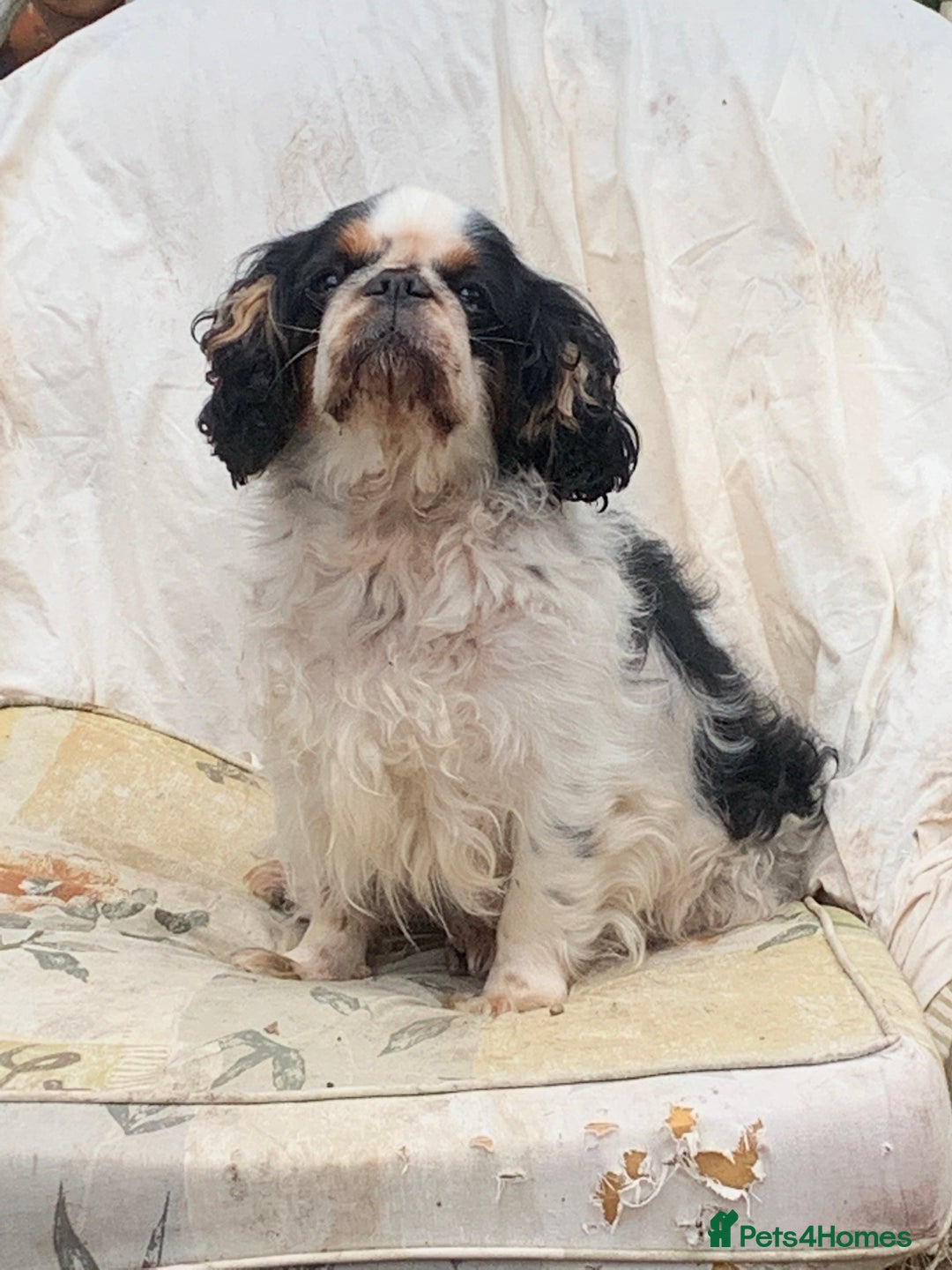 King Charles Spaniel dogs for sale: Top quality show lines King Charles spaniel bitch - Image 2