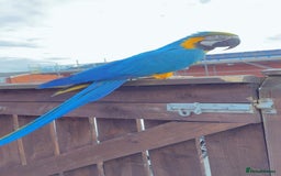 Macaws birds for sale: Blue and gold macaw 5 years old  - Image 4