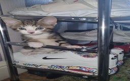 Mixed Breed cats for sale: 5 kittens ready to go - Image 1