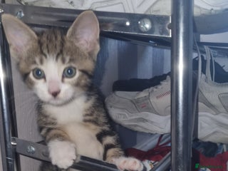 Mixed Breed cats - Advert 17