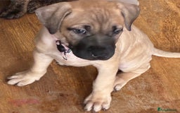 Mixed Breed dogs for sale: Beautiful Presa Mix Pups  - Image 19