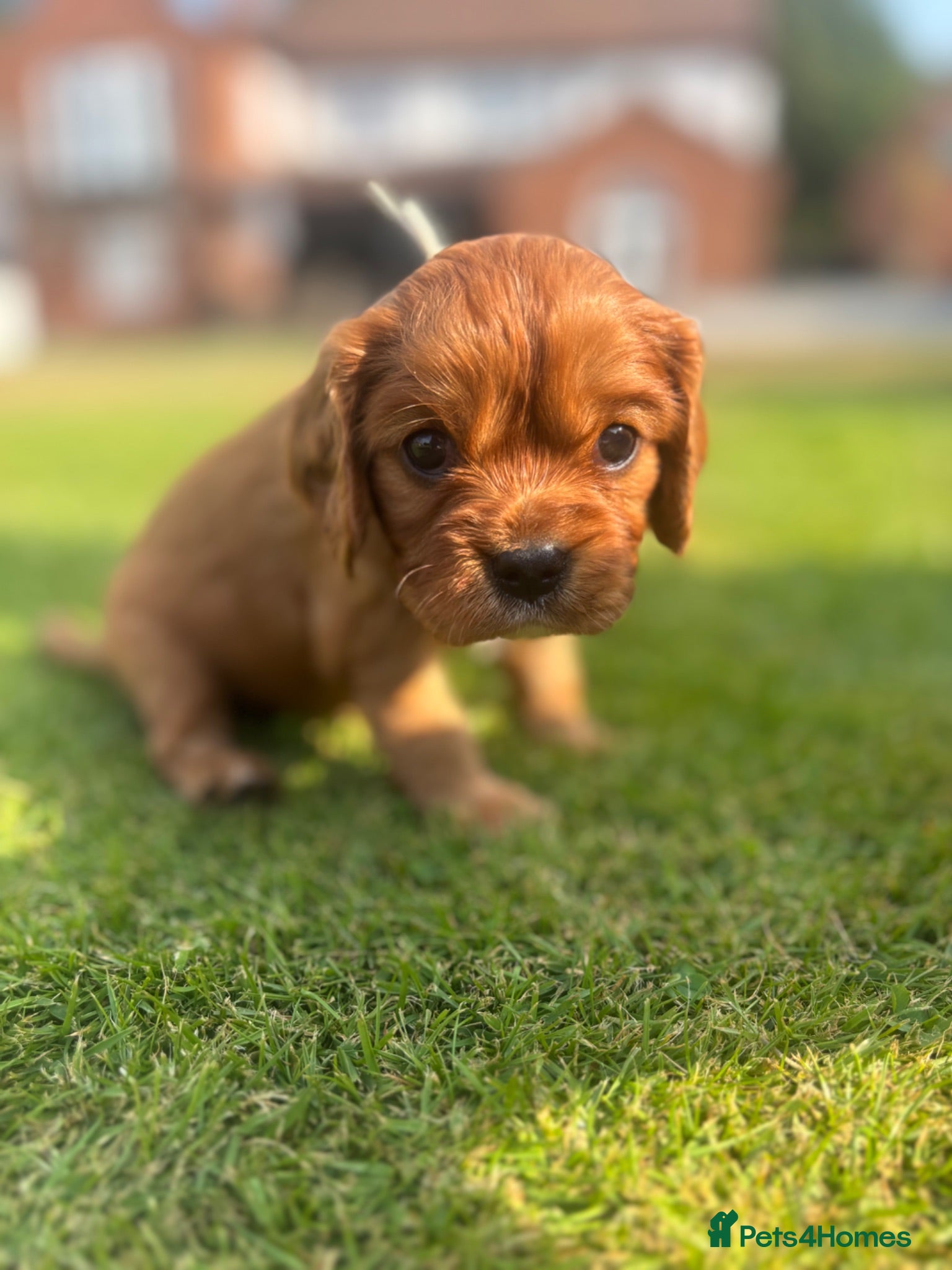 Cavalier King Charles Spaniel dogs Beautiful KC reg CKCS litter 💛  - Advert 2