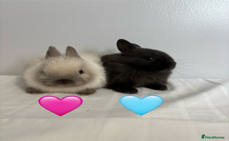 Netherland Dwarf rabbits for sale - Advert 1