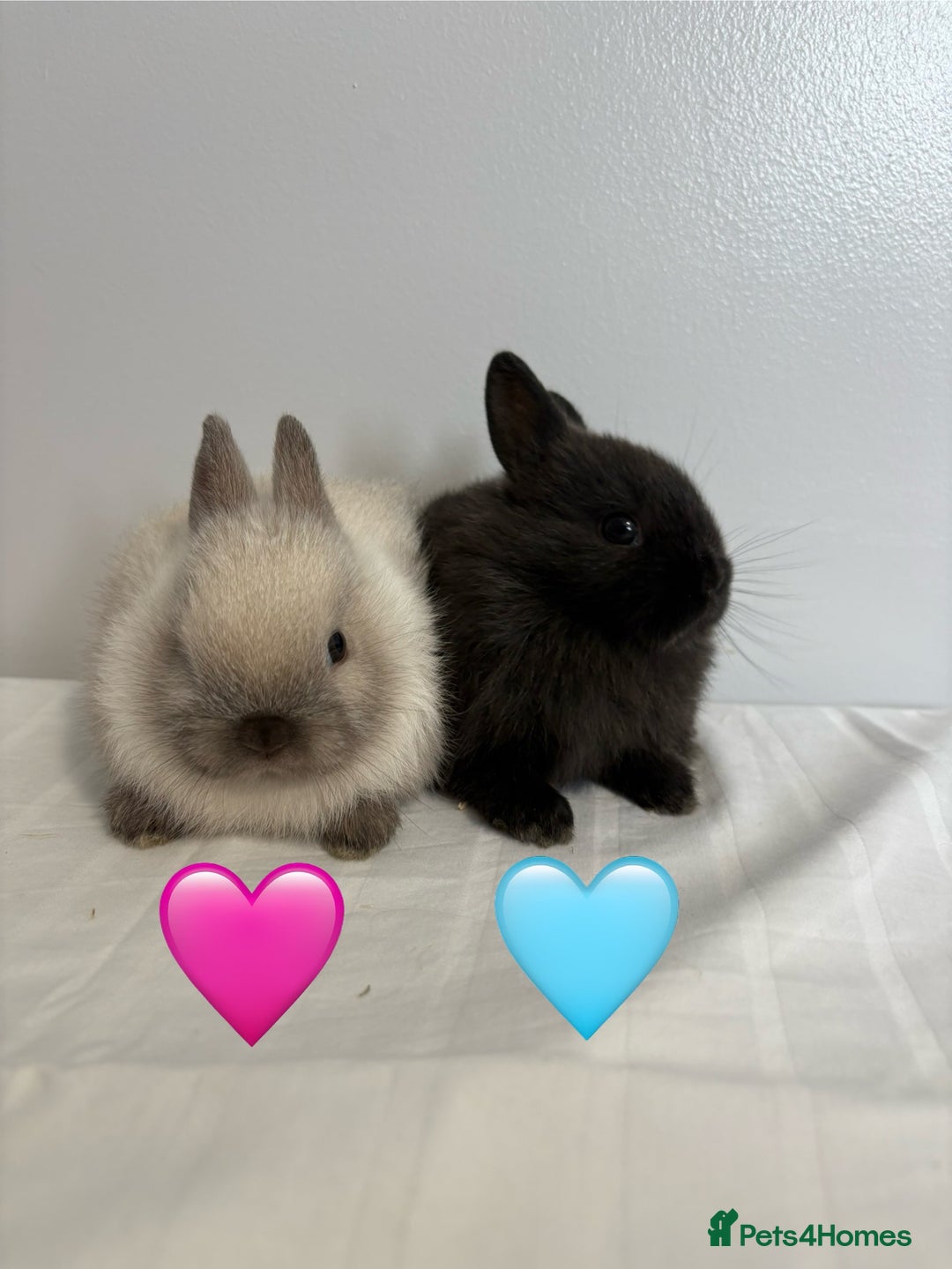 Netherland Dwarf rabbits for sale: 2 x Netherland Dwarf Bunnies 🐰 - Image 1
