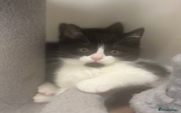 Mixed Breed cats for sale: Mixed breed kitten/ half BSH - Image 2