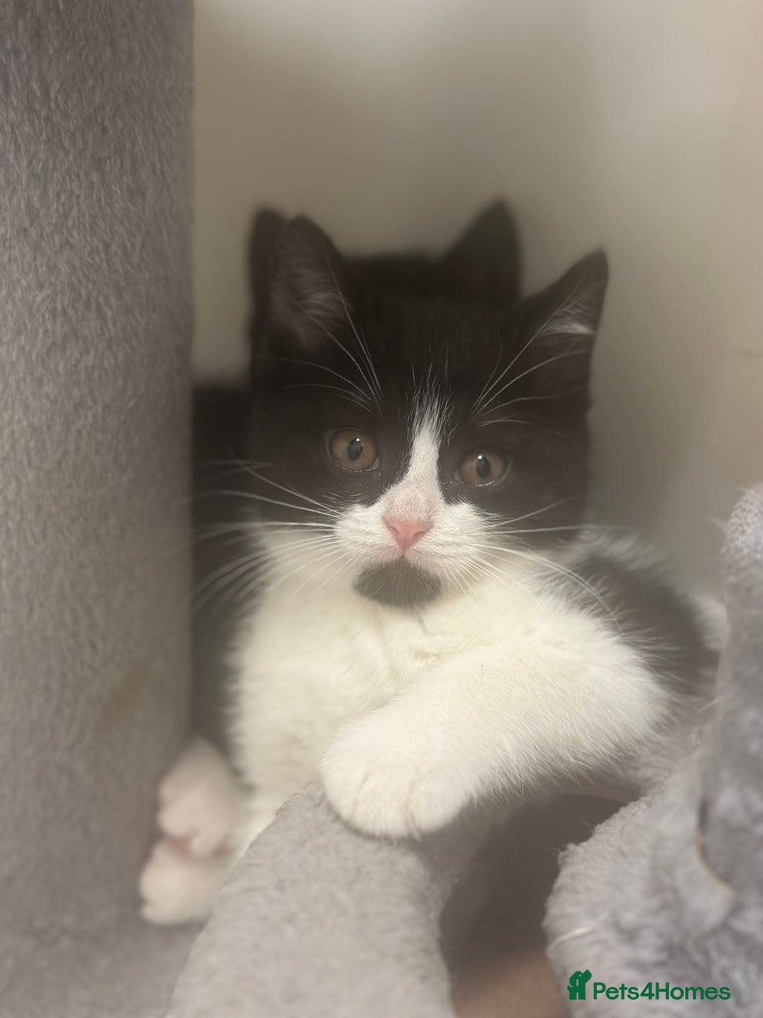 Mixed Breed cats for sale: Mixed breed kitten/ half BSH - Image 2