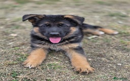 German Shepherd dogs for sale: KC reg German Shepherds, Loving family pups - Image 5