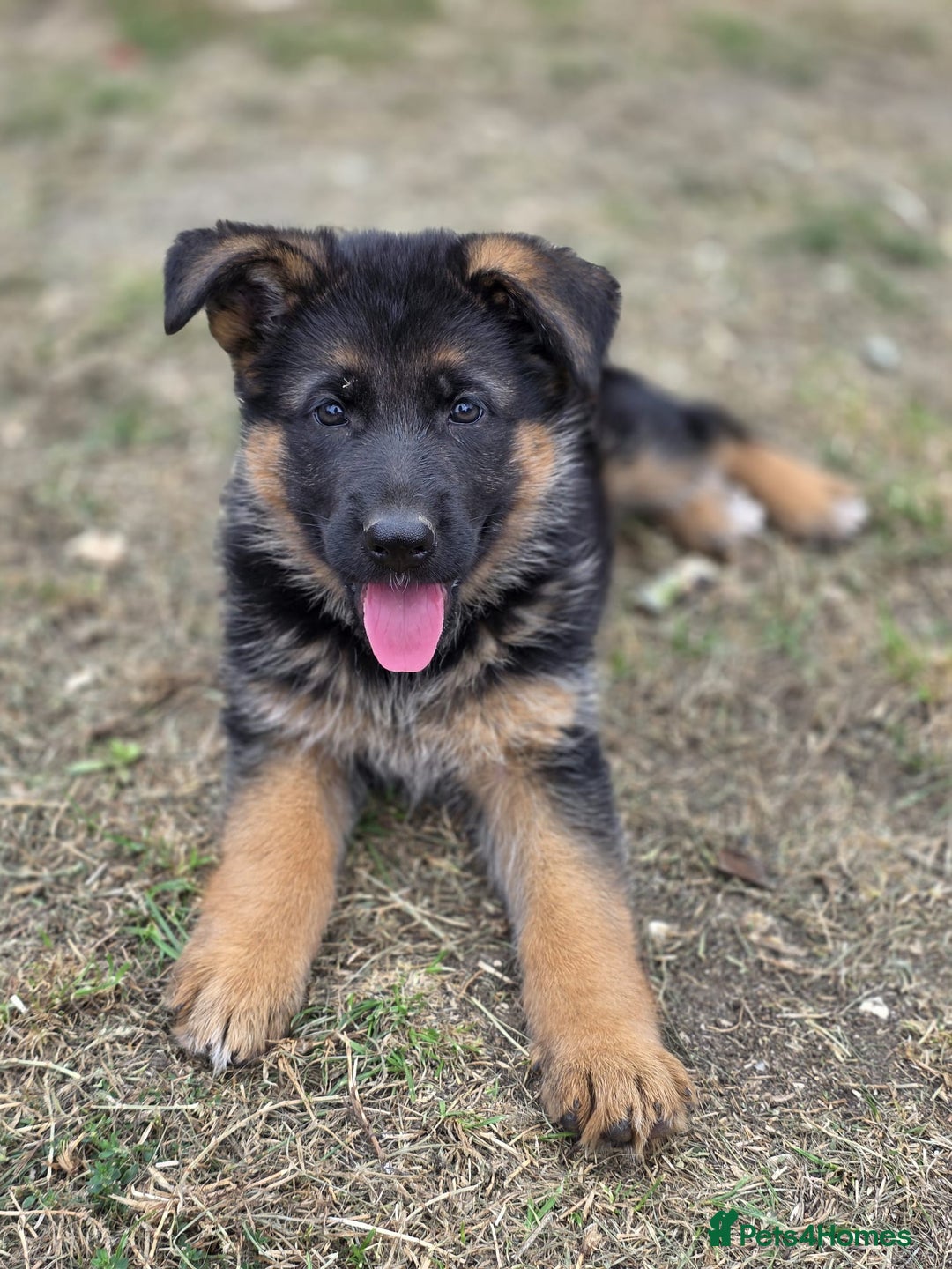 German Shepherd dogs for sale: KC reg German Shepherds, Loving family pups - Image 5