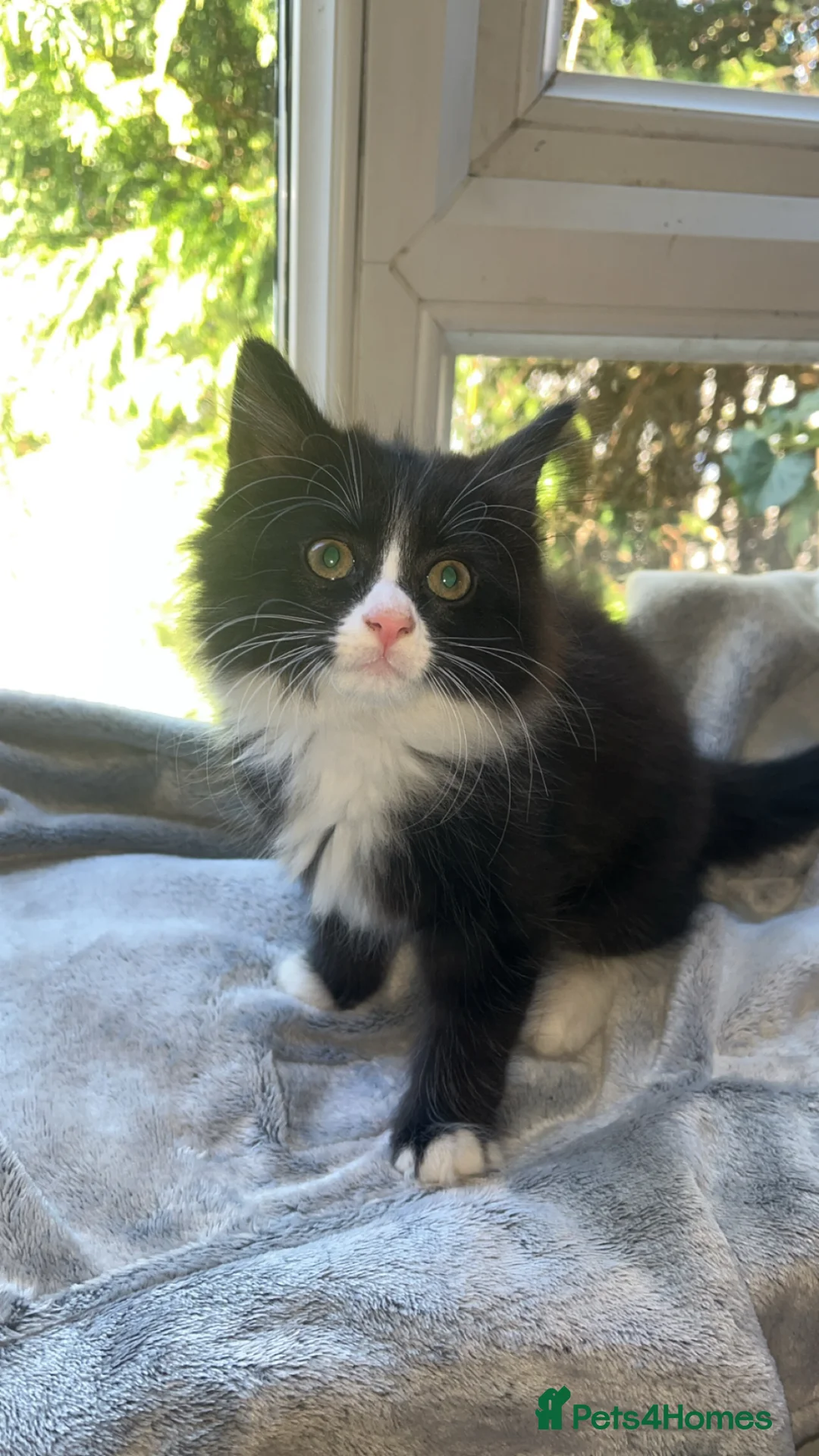 Mixed Breed cats for sale: Kittens🐾 in Brighton - Advert 8