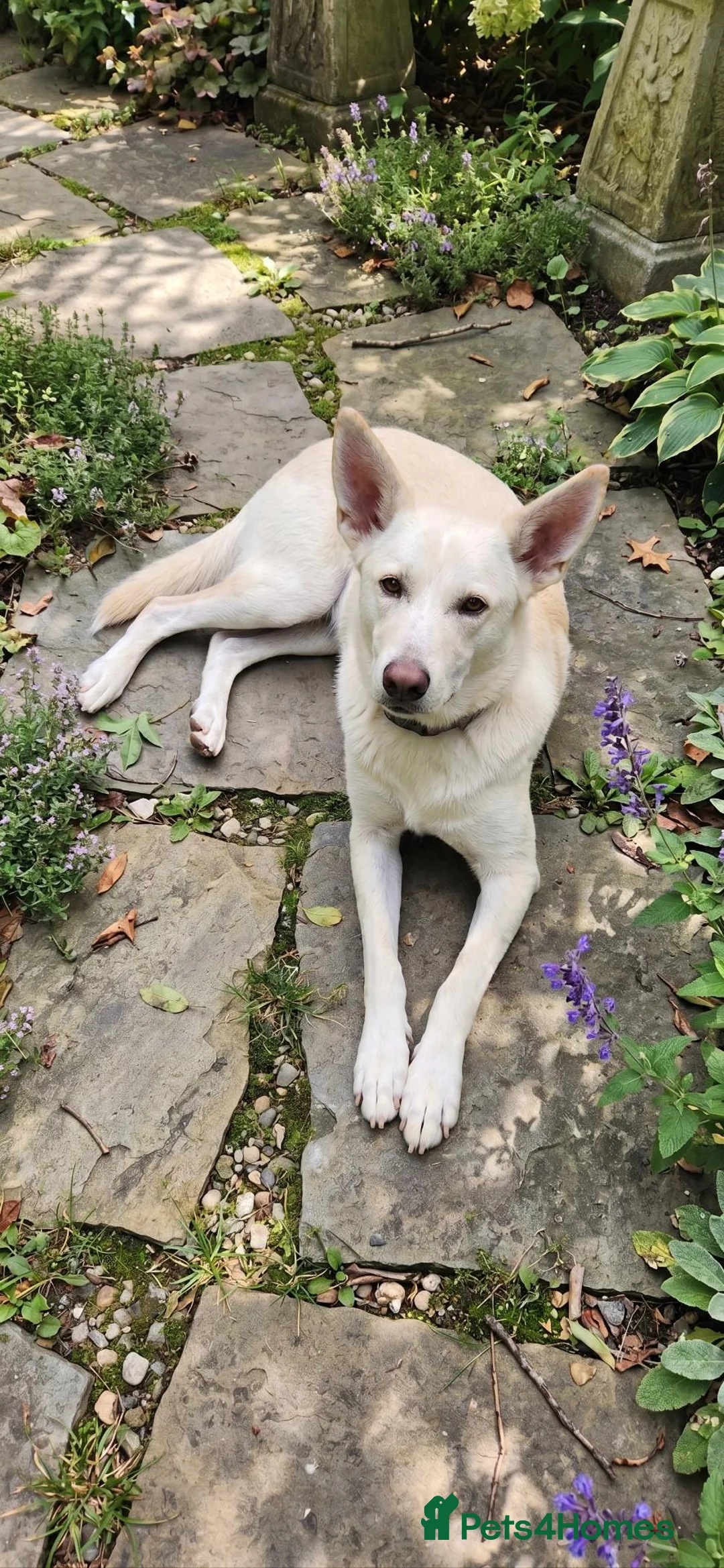Lurcher dogs for sale: Daisy is a Calm, Easy-Going Companion - Advert 2