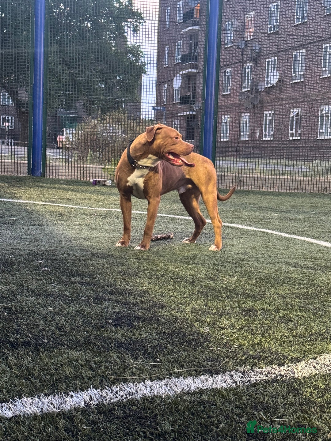 Mixed Breed dogs for sale: Kilo  - Image 2