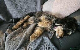 Cavapoochon dogs for sale: Two Year Old Female Cavapoochon - Image 6