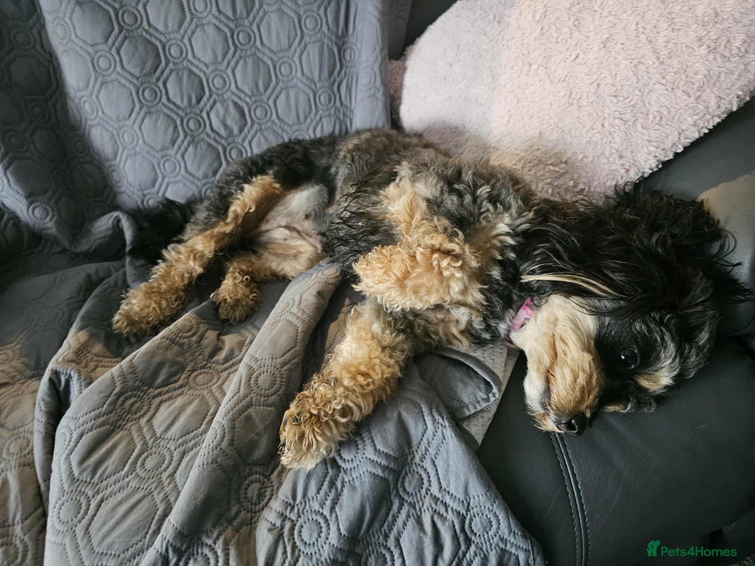 Cavapoochon dogs for sale: Two Year Old Female Cavapoochon - Image 6