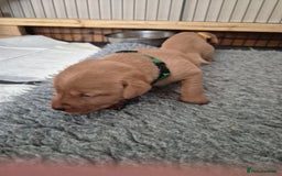 Labrador Retriever dogs for sale: Kc Registered Red labrador puppies  - Image 14