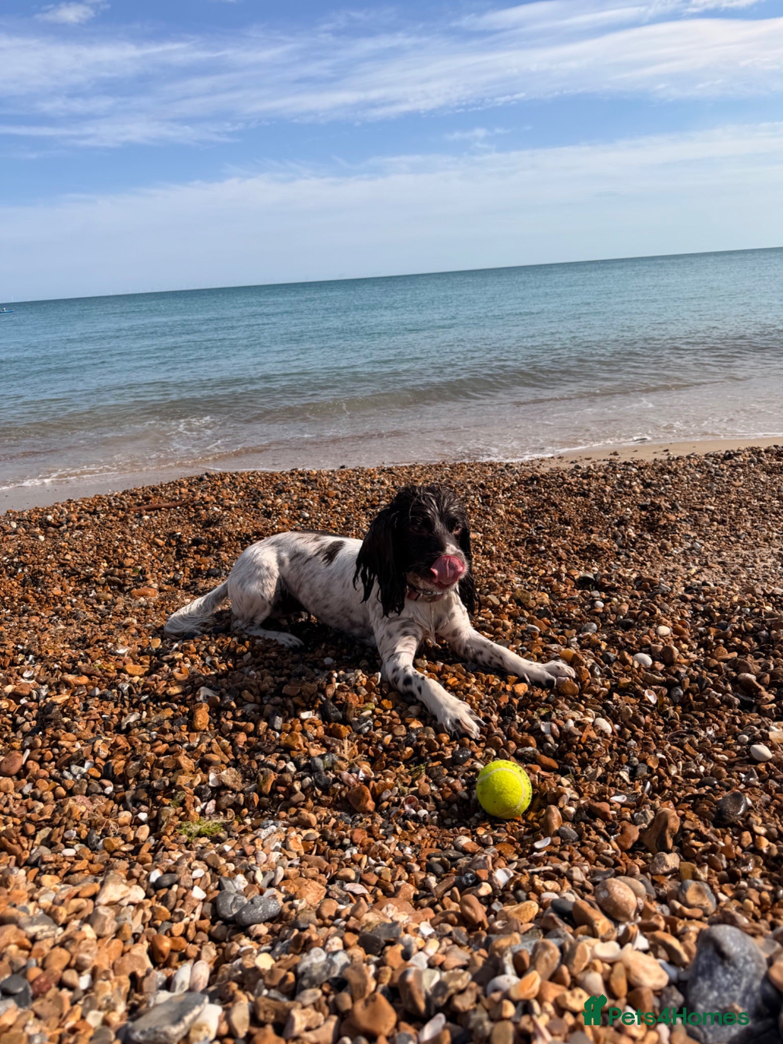 English Springer Spaniel dogs Luna  - Advert 1