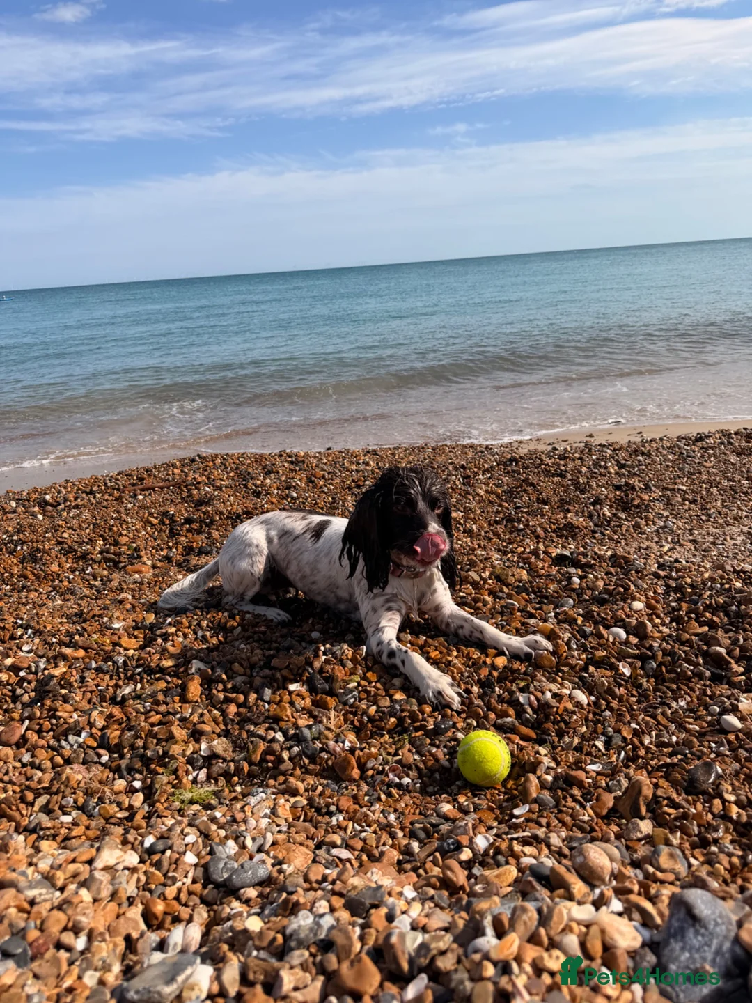English Springer Spaniel dogs for sale: Luna  - Advert 1