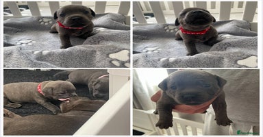 Staffordshire Bull Terrier dogs in Colchester - Advert 14