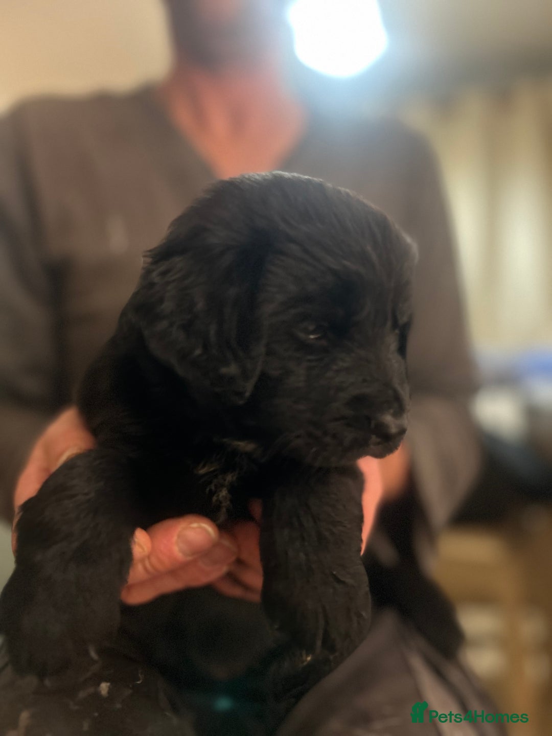 Mixed Breed dogs for sale: Stunning litter - Advert 10