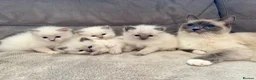 Ragdoll cats for sale: Ragdoll kittens for sale Fleet in Fleet - Advert 2