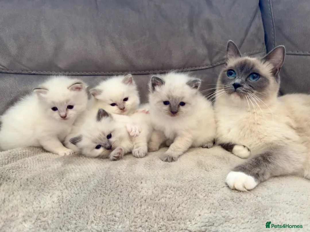 Ragdoll cats for sale: Ragdoll kittens for sale Fleet in Fleet - Advert 2