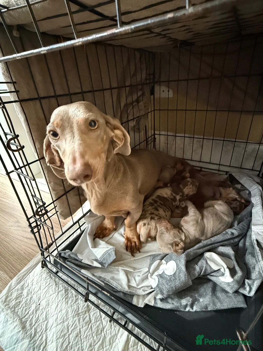 Miniature Dachshund dogs for sale: BEAUTIFUL DACHSHUND PUPPIES! - Advert 18