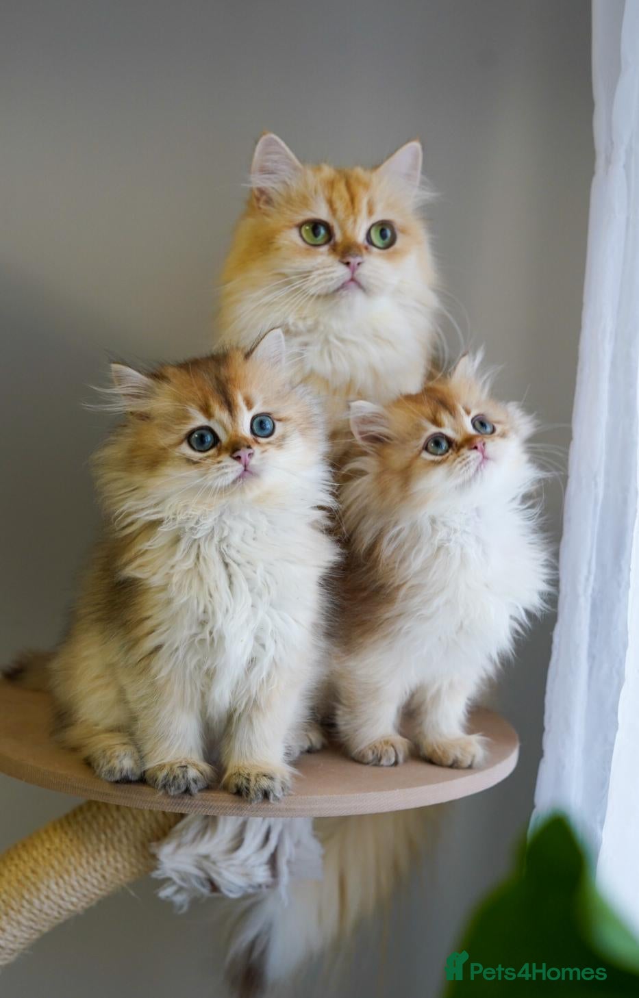 British Shorthair cats TICA registered golden British pedigree kittens  - Advert 1