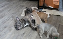 Mixed Breed dogs for sale: Frenchie x chihuahua - Image 15