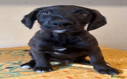Mixed Breed dogs for sale: Cocker spaniel & boarder collie cross  - Image 3
