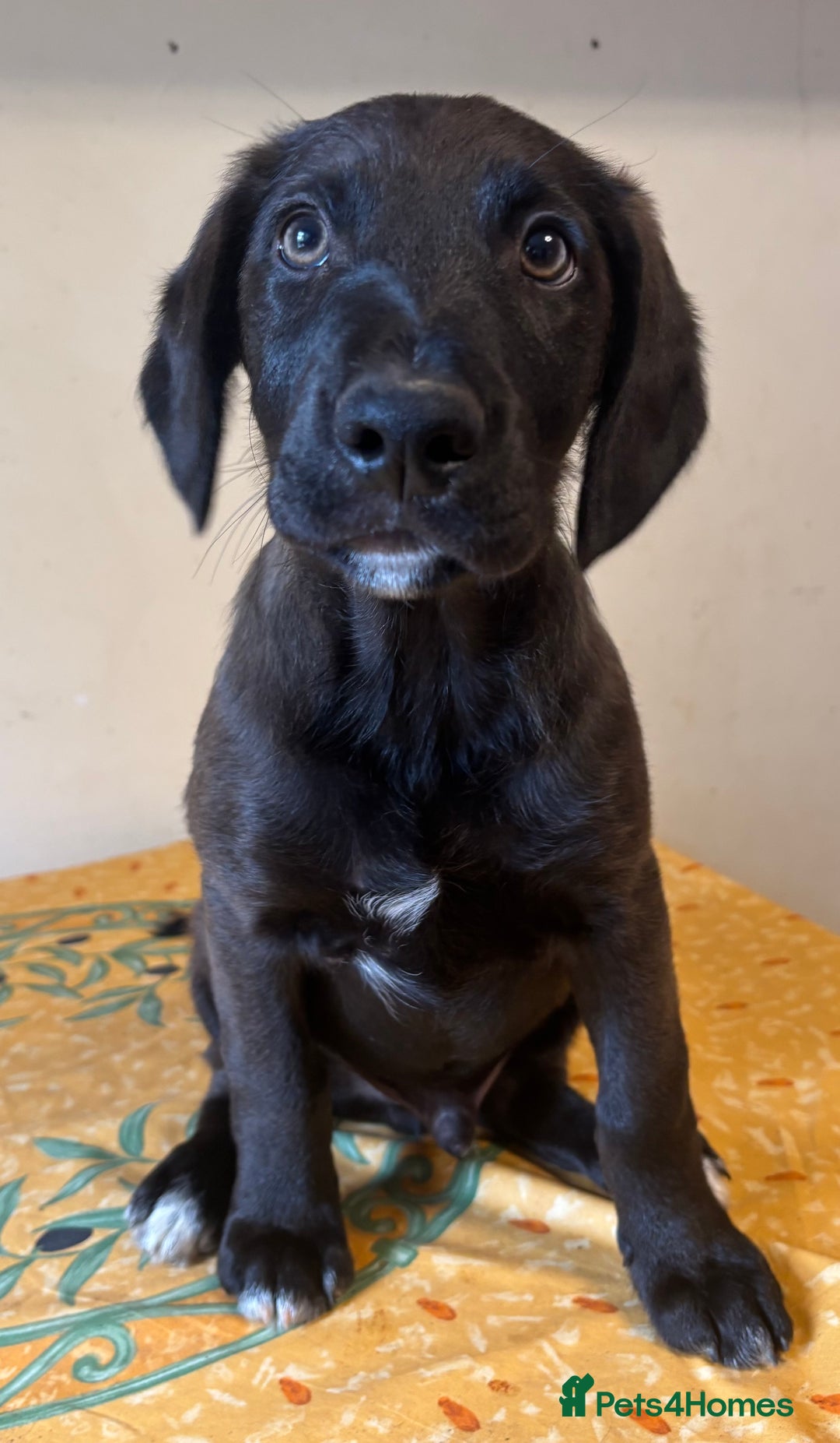 Mixed Breed dogs for sale: Cocker spaniel & boarder collie cross  - Image 3