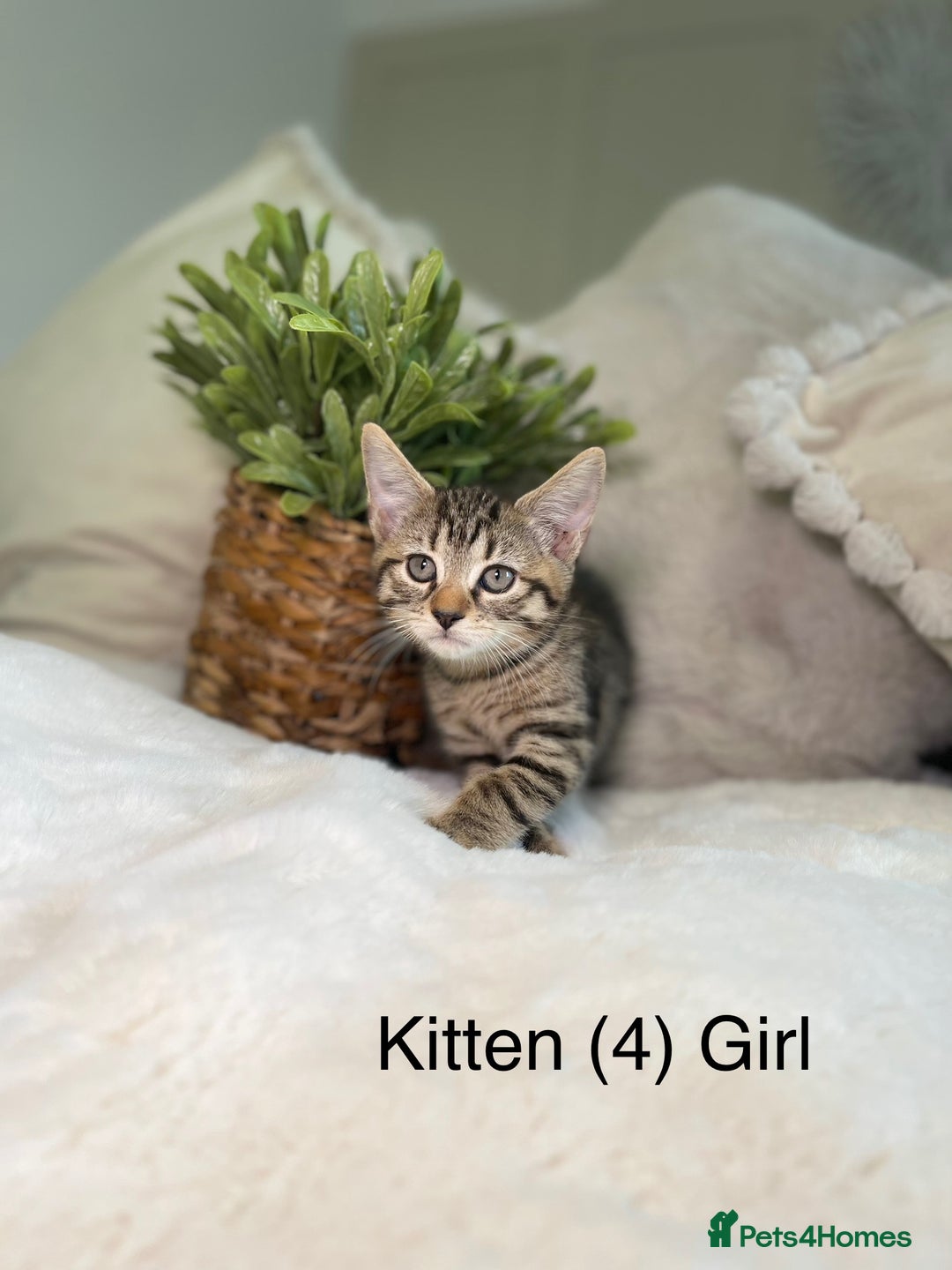 Mixed Breed cats for sale: 5 beautiful kittens 8 weeks old ready now  - Image 5