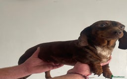 Miniature Dachshund dogs for sale: Miniature dachshund female - Image 6