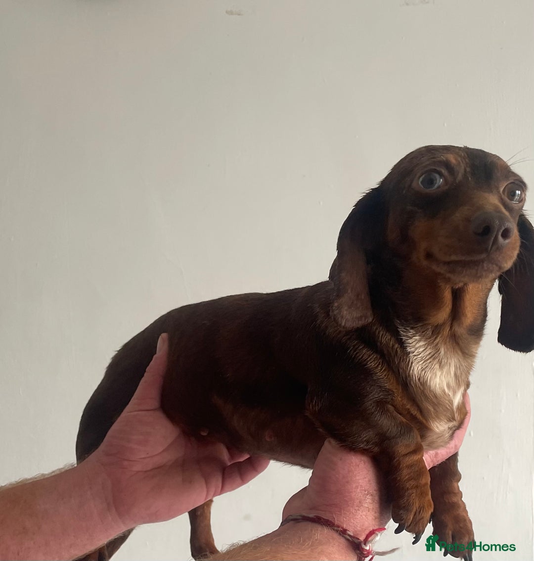Miniature Dachshund dogs for sale: Miniature dachshund female - Image 6
