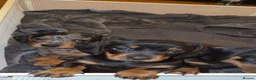 Dachshund dogs for sale: Dachshund puppies  in Stockton-on-Tees - Advert 6