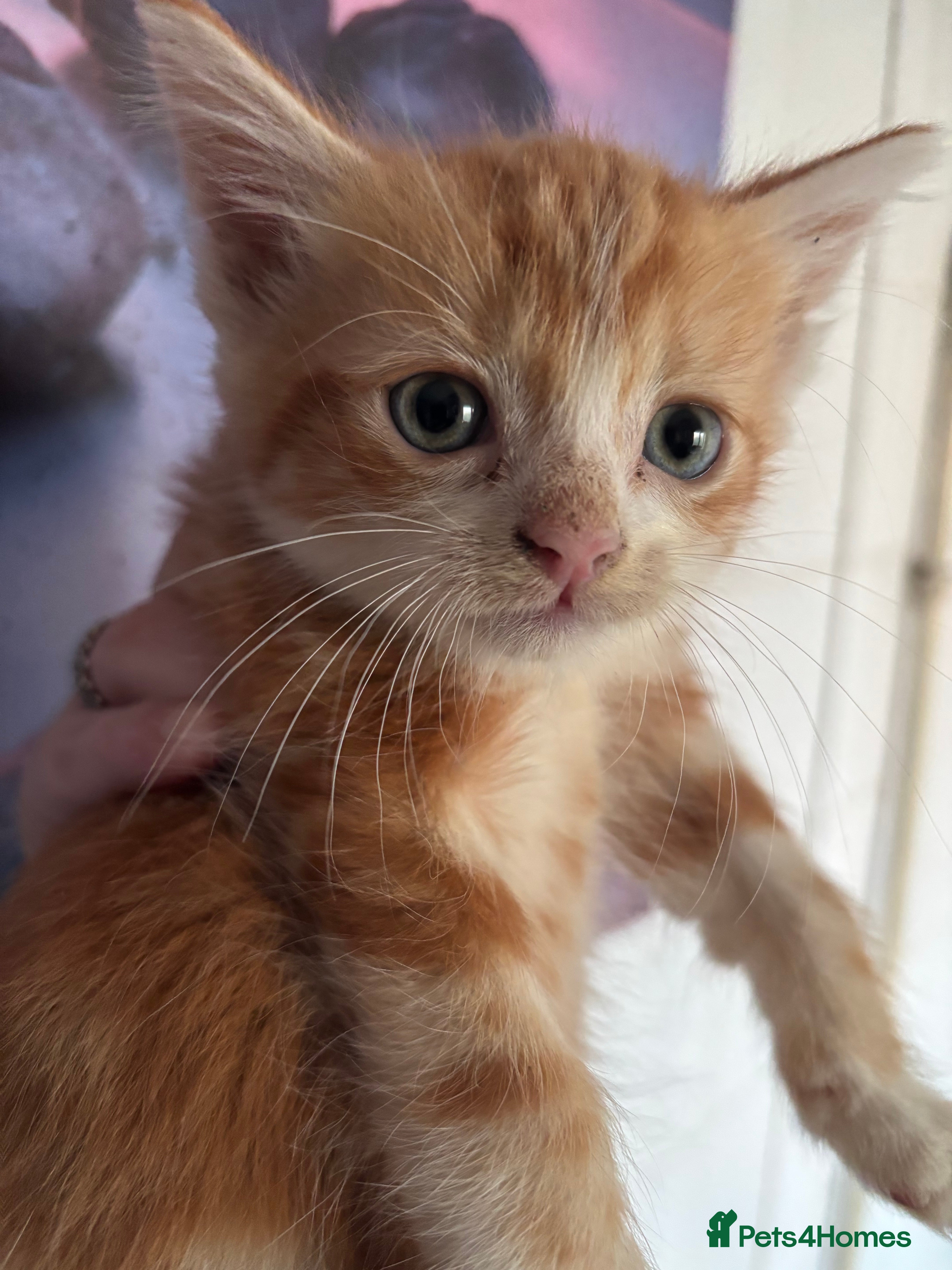 Mixed Breed cats Beautiful ginger boys  - Advert 1